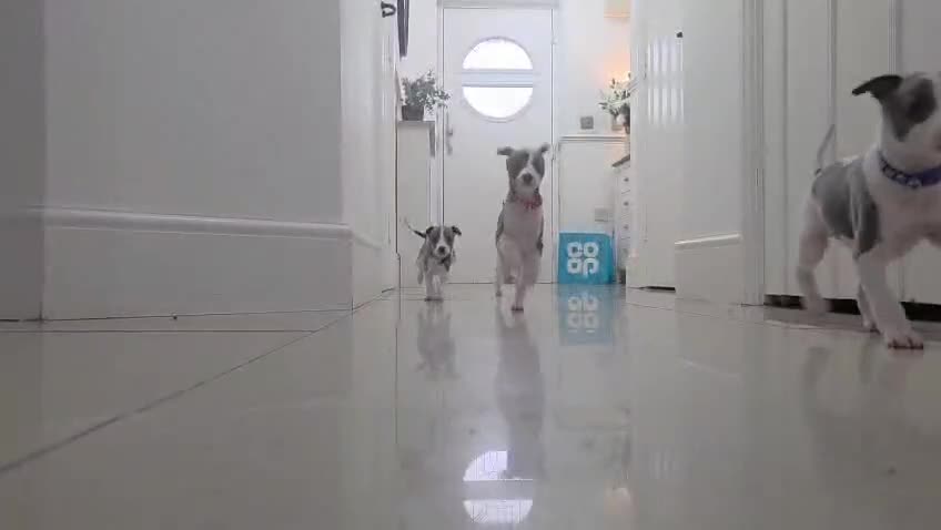 Whippet dogs for sale: Whippets blue and white  - Video 2