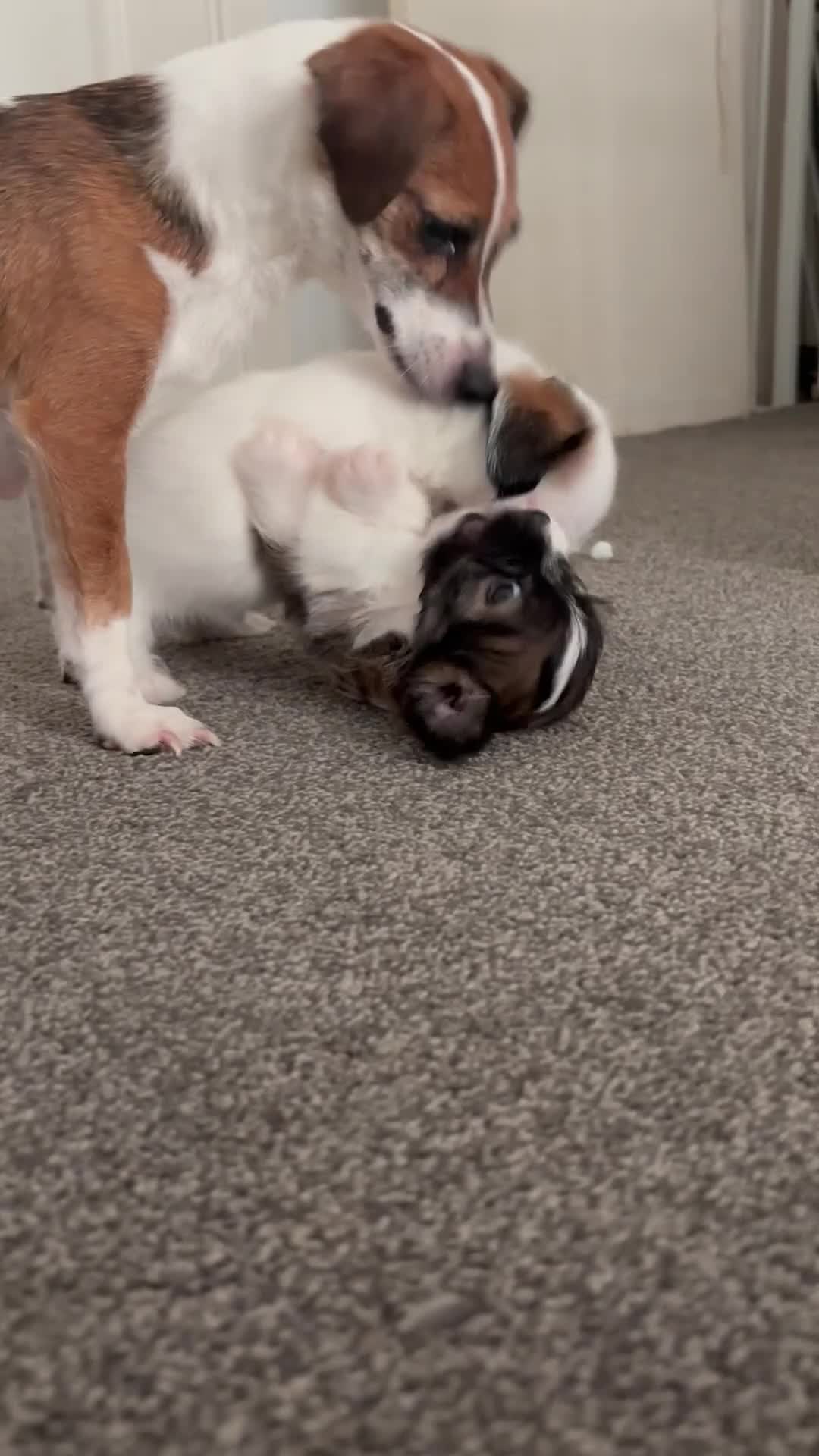 Mixed Breed dogs for sale: 4 gorgeous mini shih tzu x jack russels - Video 2
