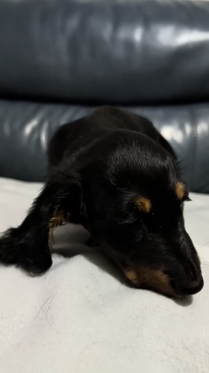 Miniature Dachshund dogs for sale: Miniature Longhaired Dachshund Puppies - Video 3