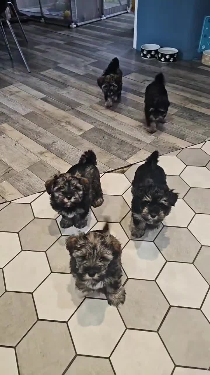 Mixed Breed dogs for sale: Mini schnauzer/ Yorkshire terrier biewer - Video 1