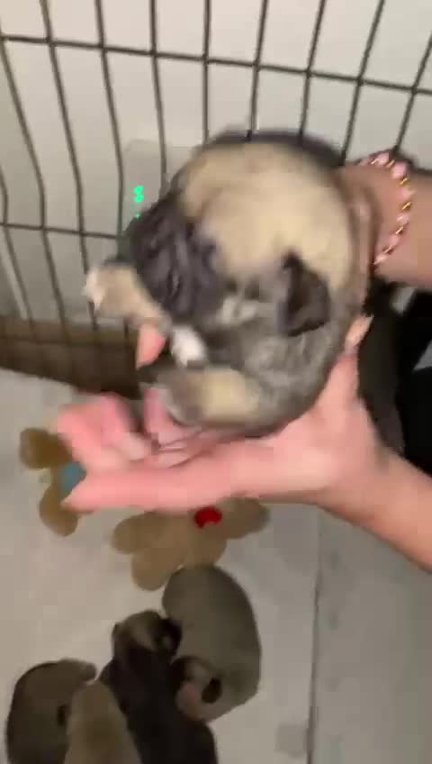 Pug dogs for sale: Beautiful Purebred Pug Puppies for Loving Homes - Video 1