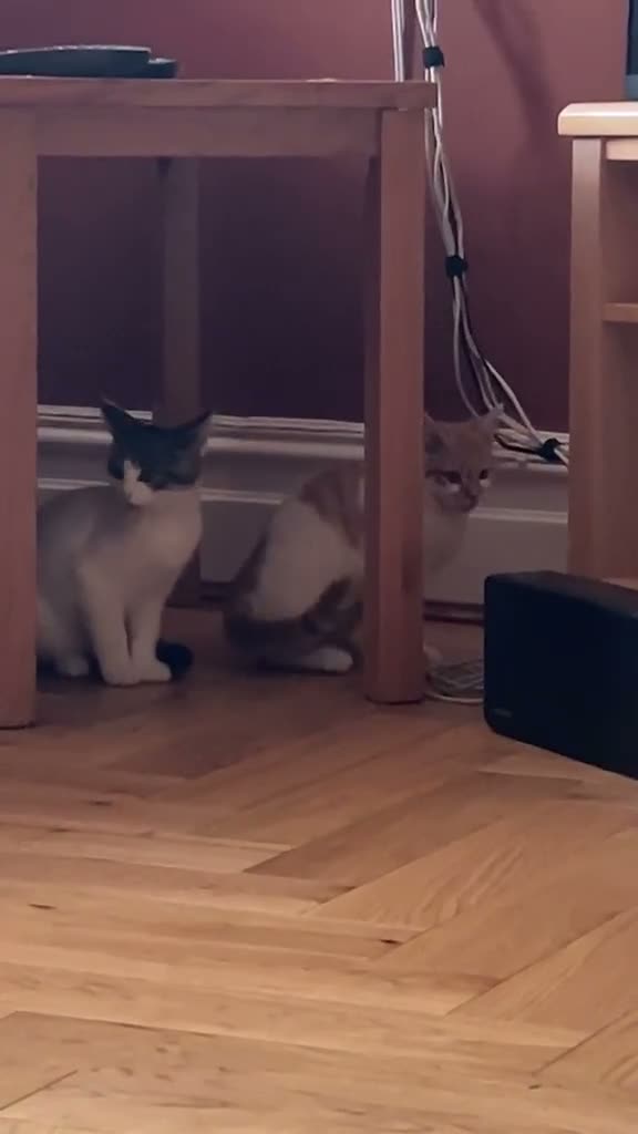 Mixed Breed cats for adoption: Ginger kitten looking for home of his own - Video 1