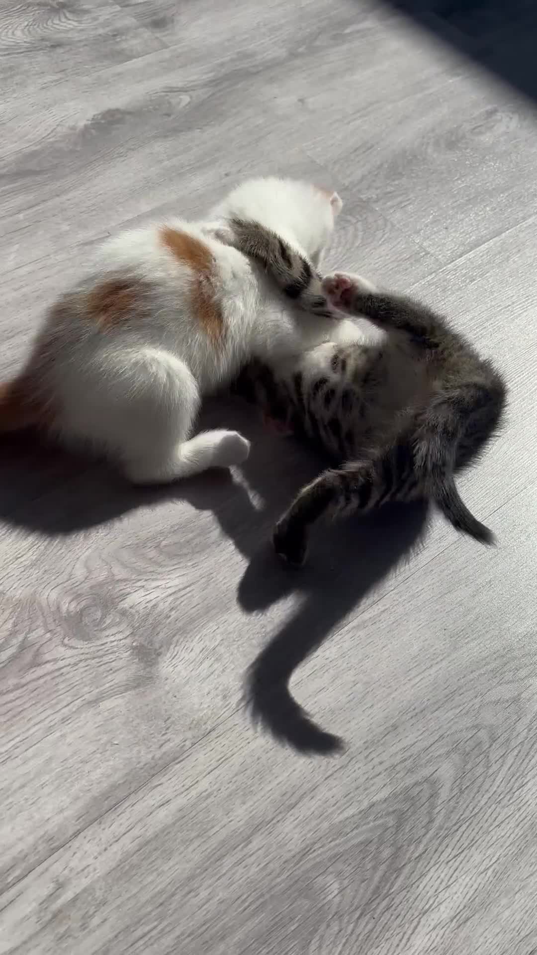 Mixed Breed cats for sale: Adorable White and Ginger Kitten – Very Playful - Video 1