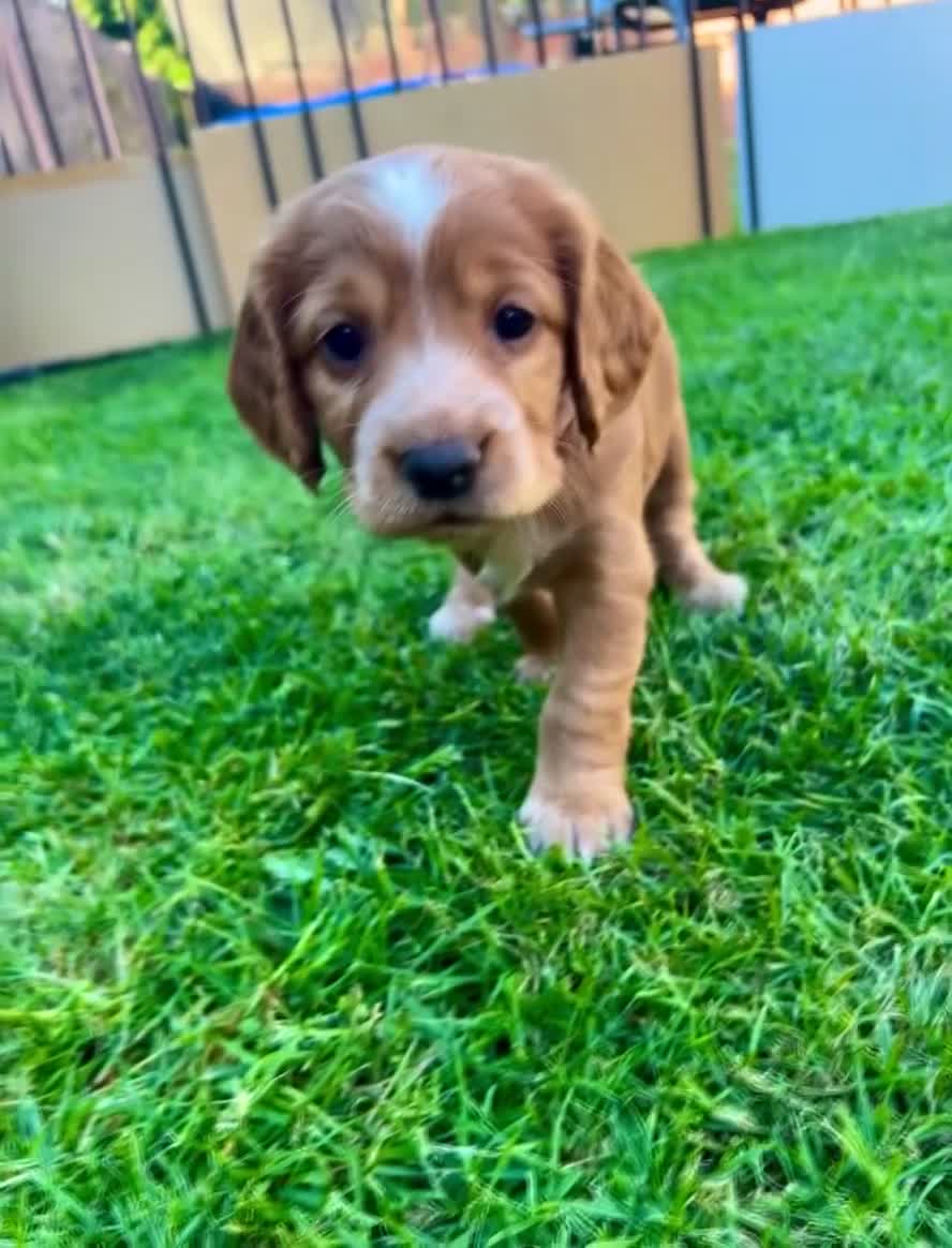 Cocker Spaniel dogs for sale: ✨Gorgeous Golden Working Cocker Girls Ready Soon!✨ - Video 2