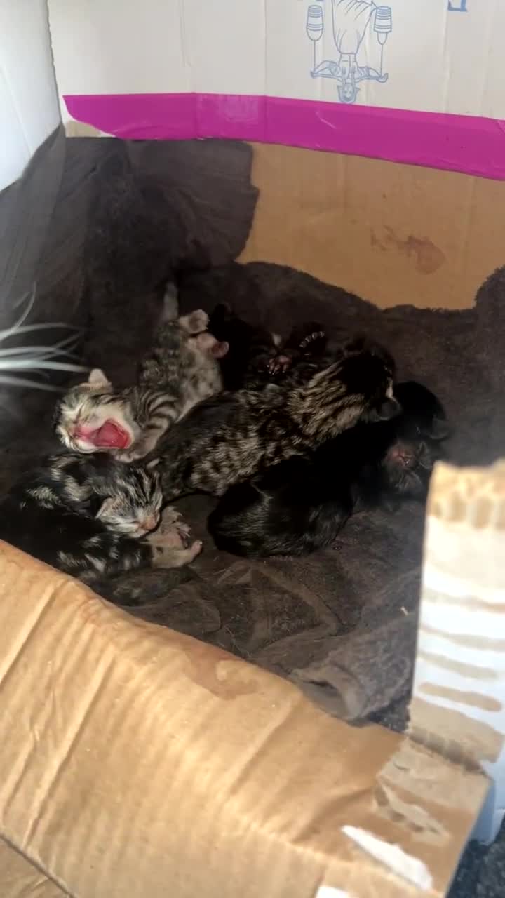 American Shorthair cats for sale: Mixed Shorthair Kittens - Video 1