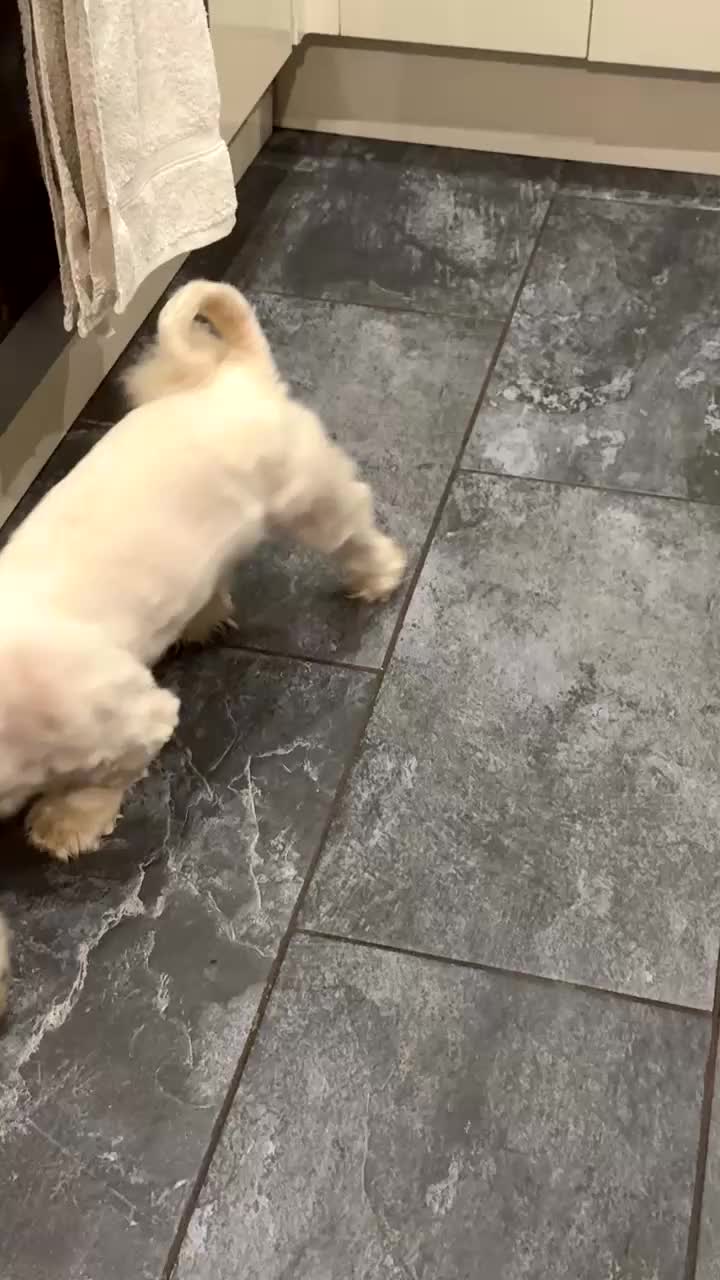 Bichon Frise dogs for sale: Bailey - Video 1