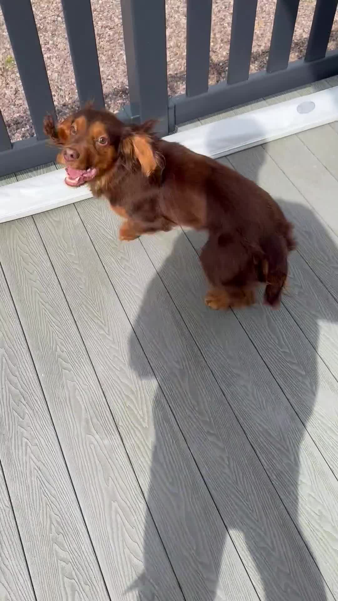 Cocker Spaniel dogs for sale: Pedigree health tested 5 generation pup available  - Video 1