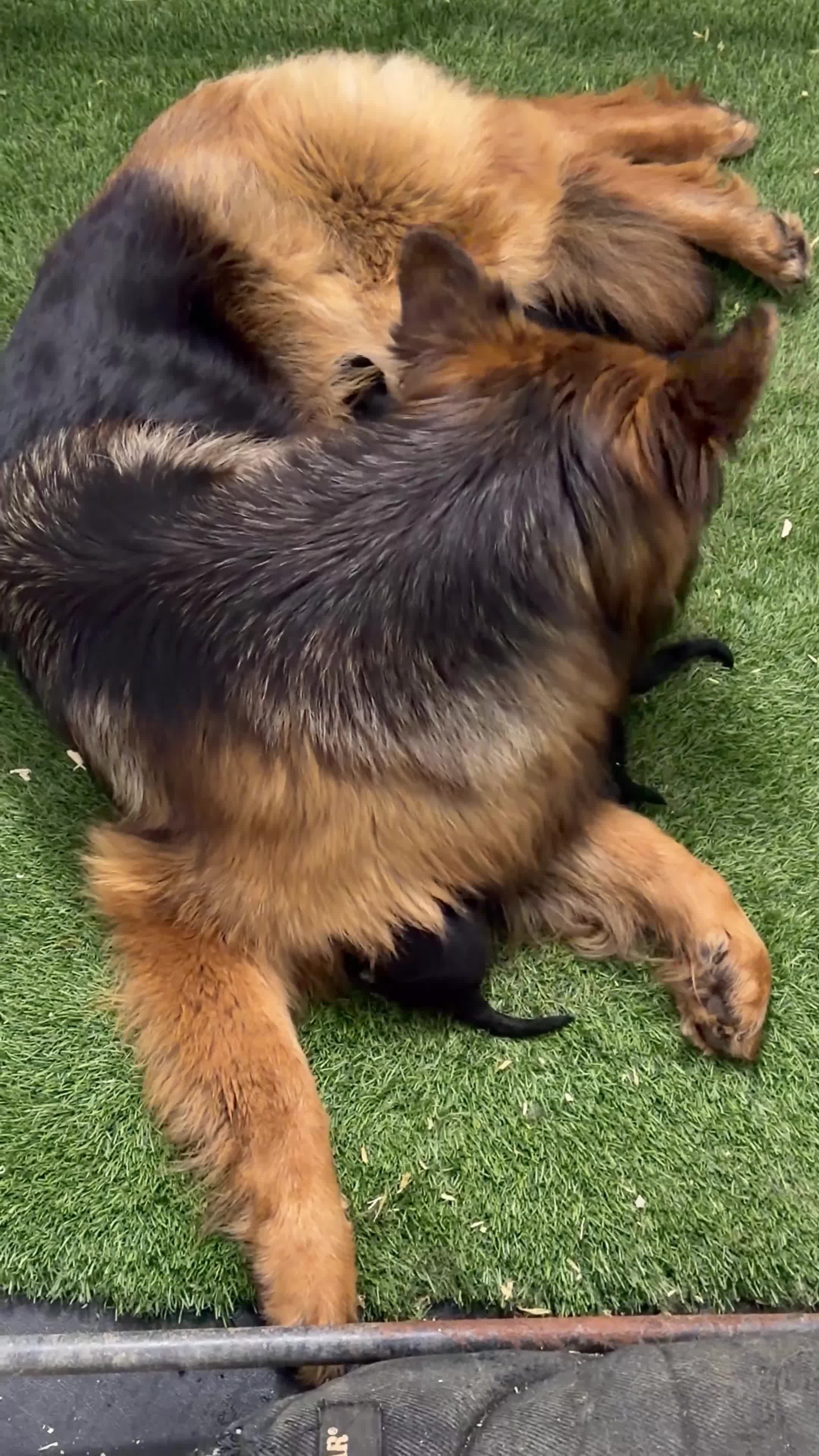 German Shepherd dogs for sale: Top Quality German shepherd Long Hair Puppies 🐾🥰 - Video 1