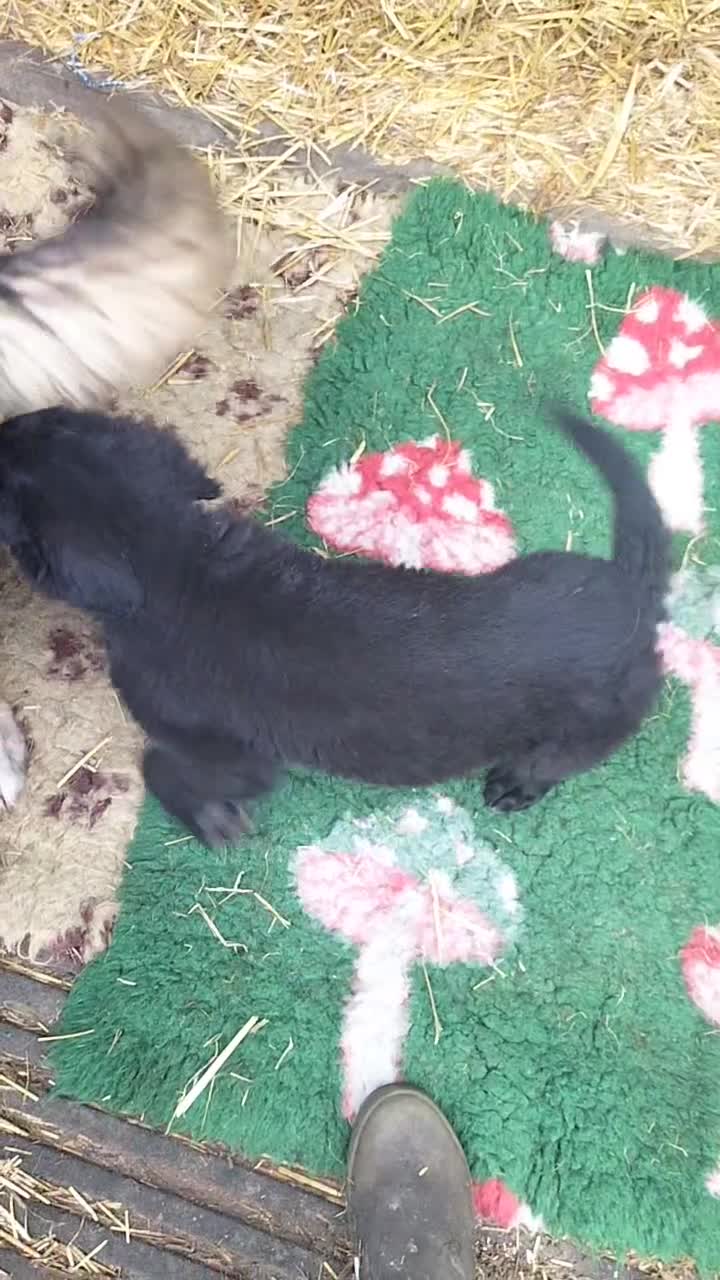 Sheprador dogs for sale: Shepador puppies  - Video 1