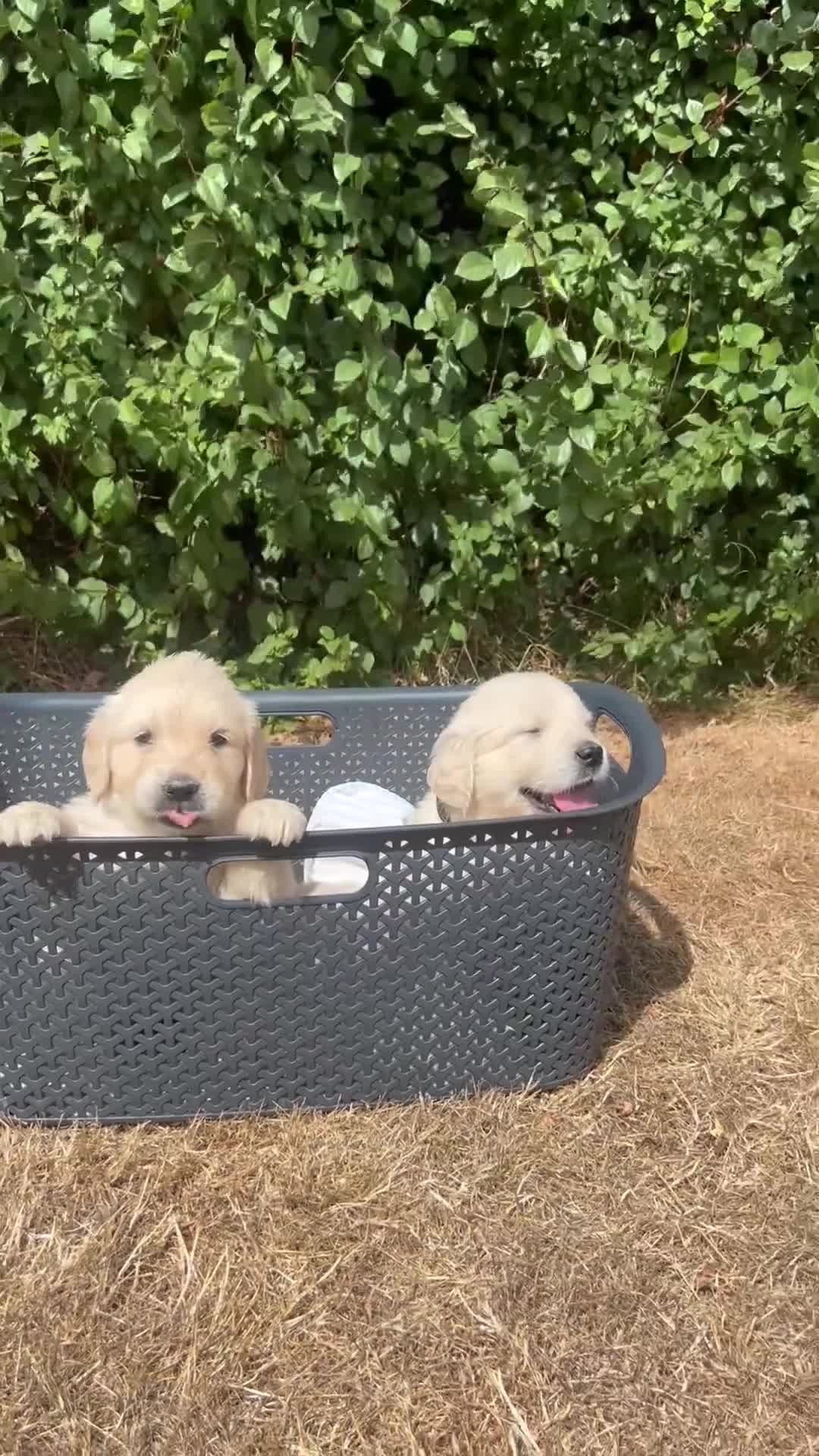 Golden Retriever dogs for sale: Golden retriever puppy’s - Video 1