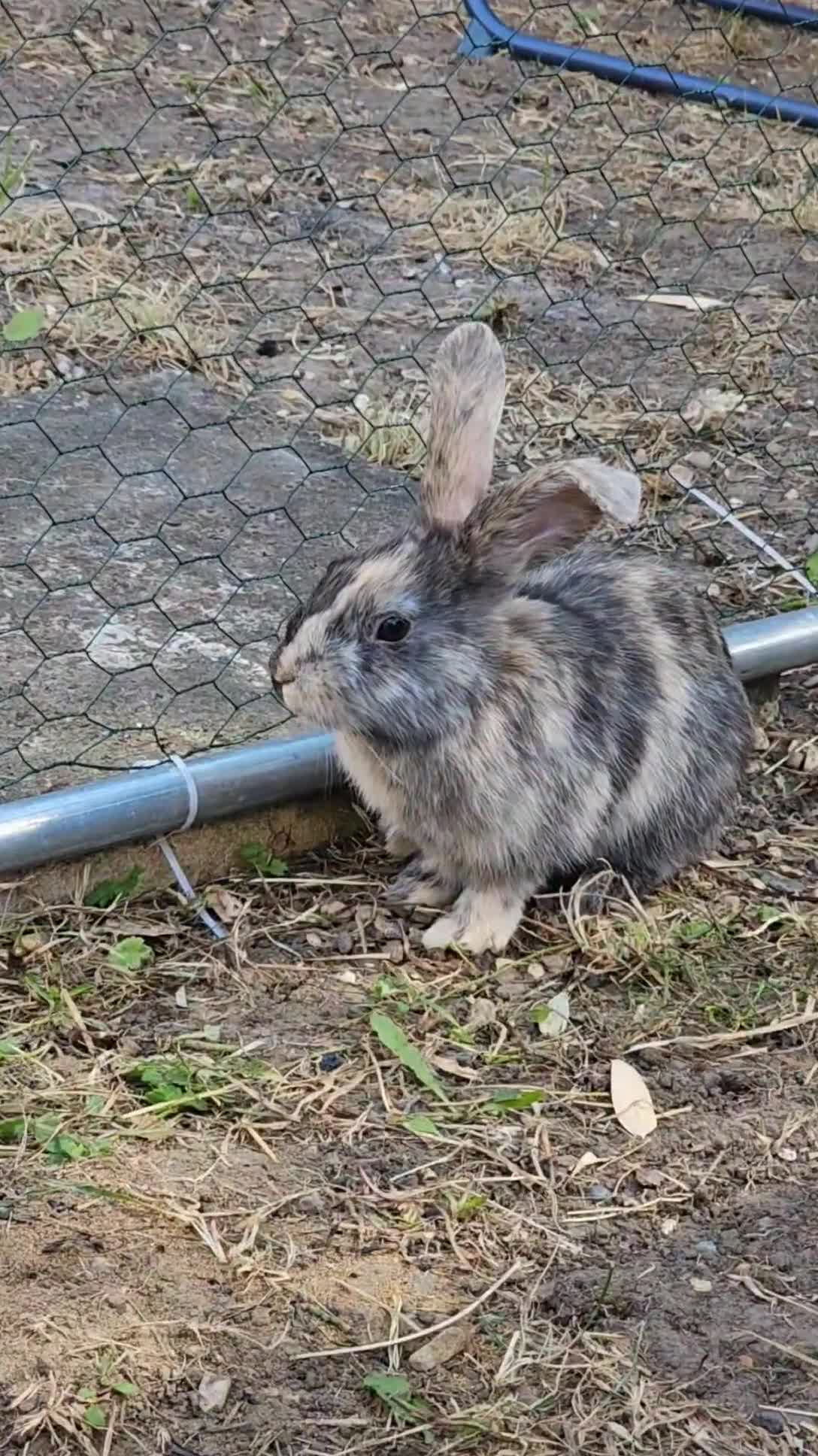 Harlequin rabbits for sale: 4 Gorgeous Harlequin bunnies looking for a 🏡  - Video 2