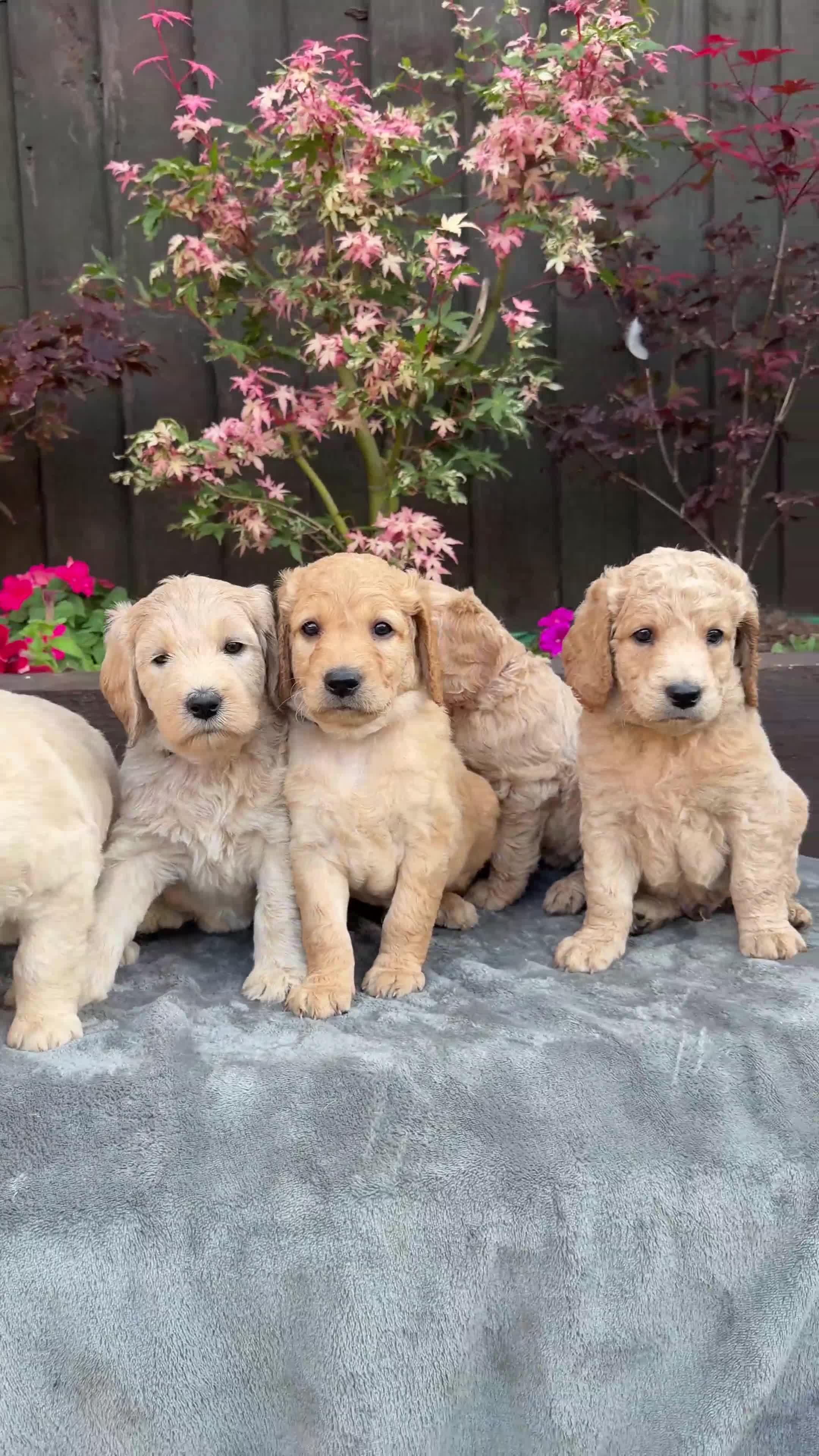 Goldendoodle dogs for sale: Beautiful Goldendoodle Puppies ready next week - Video 4