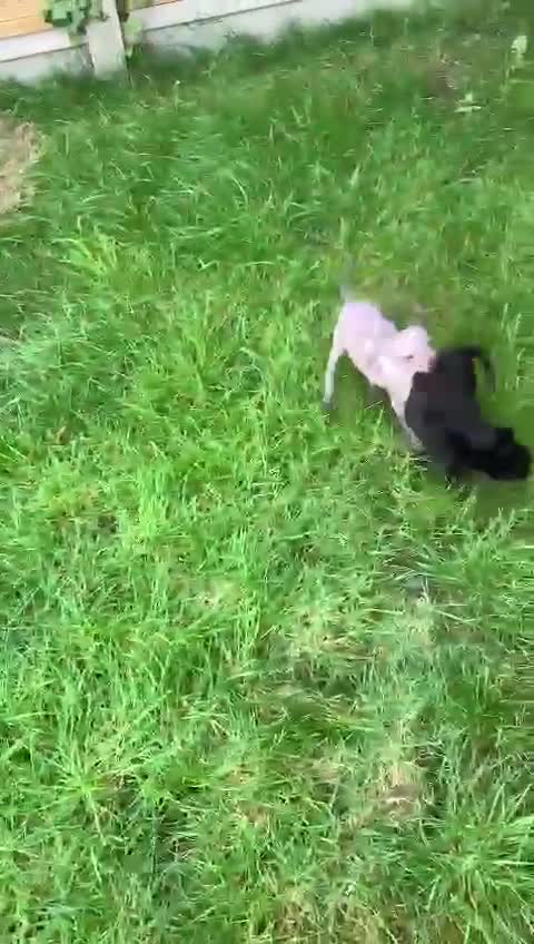 Mexican Hairless dogs for sale: Mexican hairless mini for sale  in Wickford - Video 1