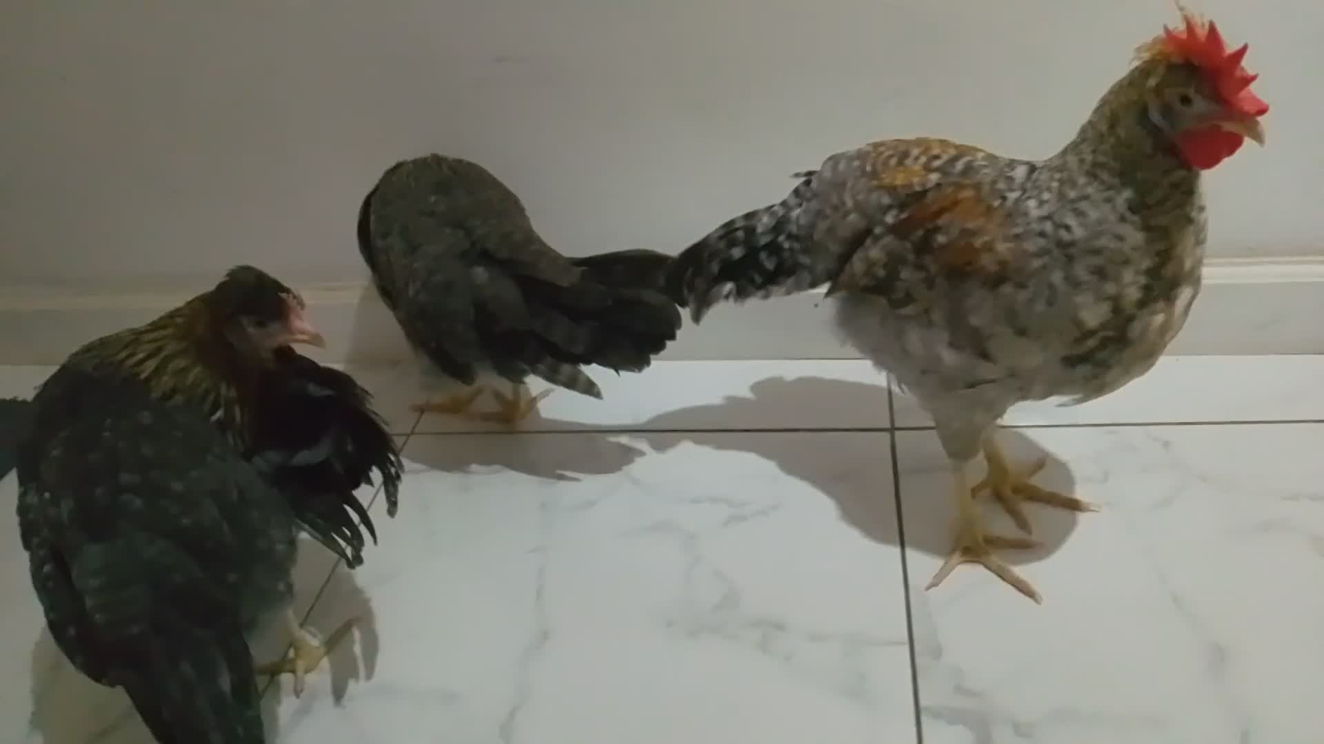 Hens poultry for sale: 2 hens and one Rooster - Video 2