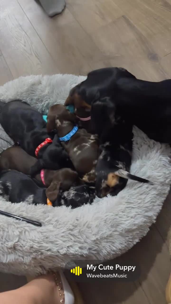 Dachshund dogs for sale: 🐶 5 Beautiful Dachshund Puppies 5 Weeks Old - Video 1