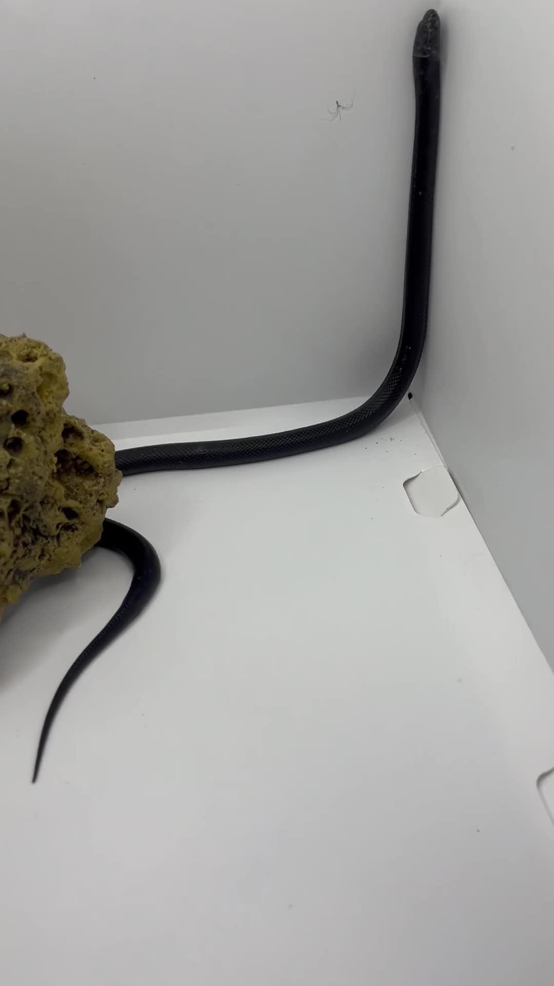 King Snake reptiles for sale: Mexican Black king snake - Video 1