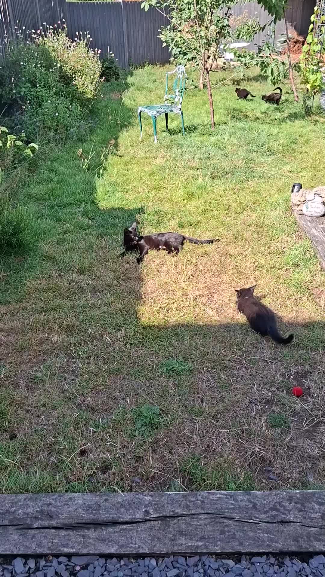 Mixed Breed cats for sale: Calling all witches and black cat lovers! - Video 3