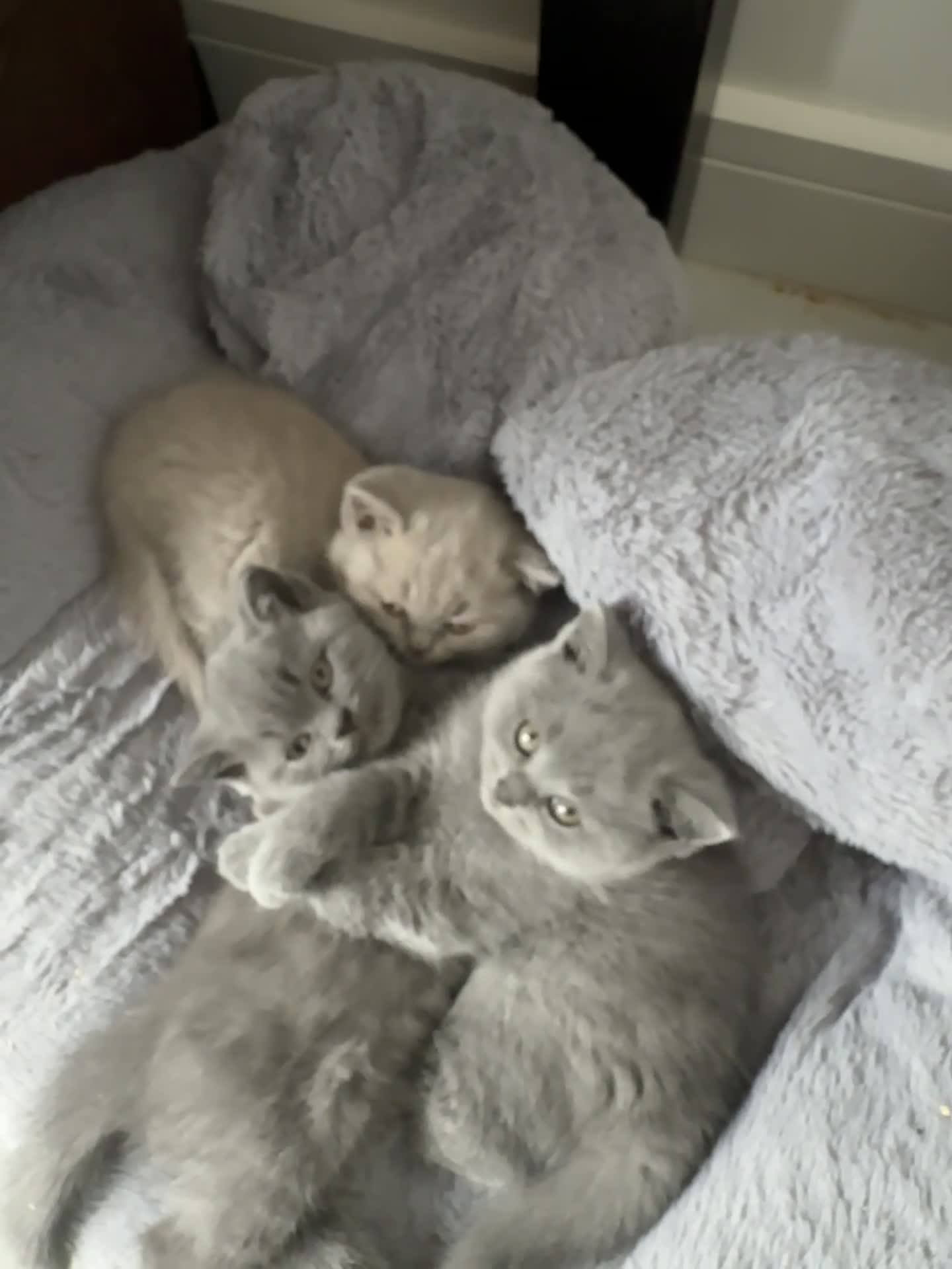 British Shorthair cats for sale: Beautiful British Blue Kittens - Video 1