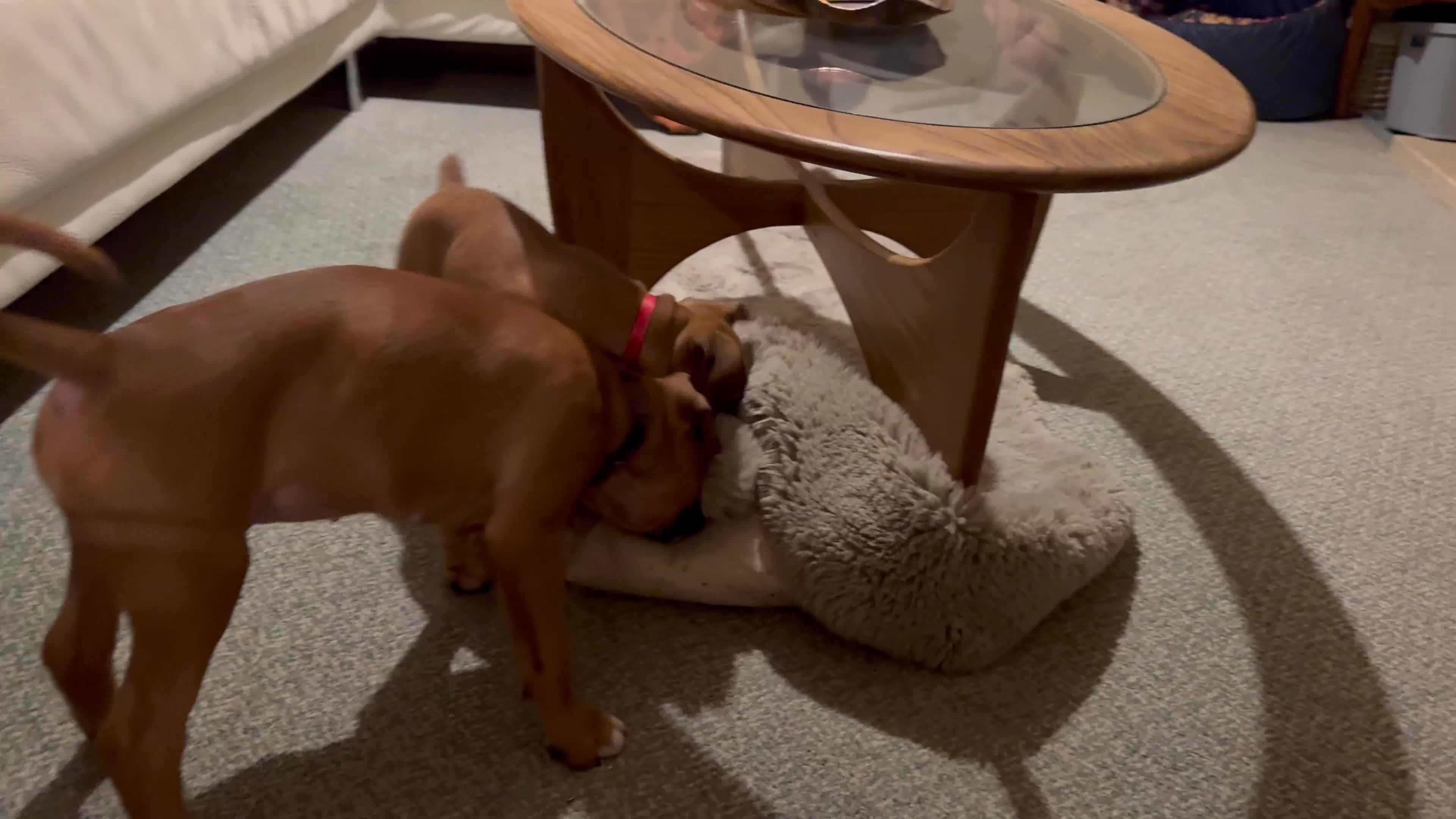 Boxer dogs for sale: 1 Female Boxer X Puppies-Ready Now - Video 4
