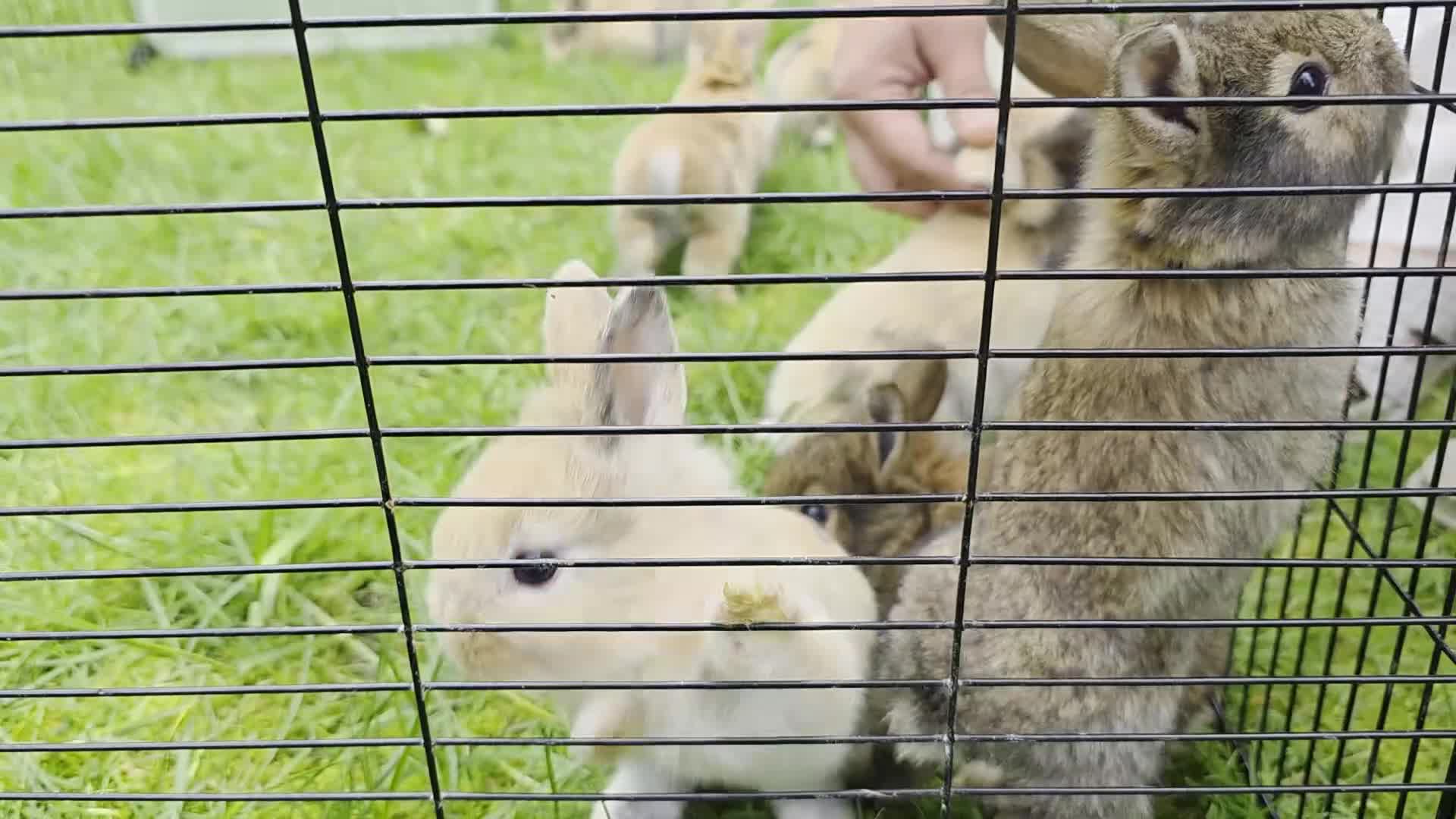 Lionhead rabbits for sale: Lionhead bunnies  - Video 2