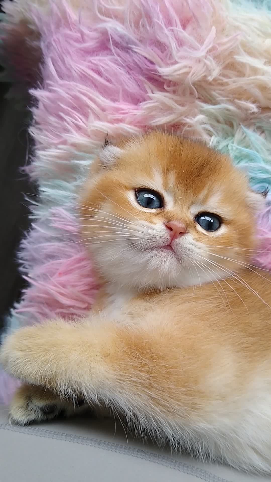 Scottish Fold cats for sale: 🐾 TICA Registered Scottish Fold Boy  🩵 - Video 2