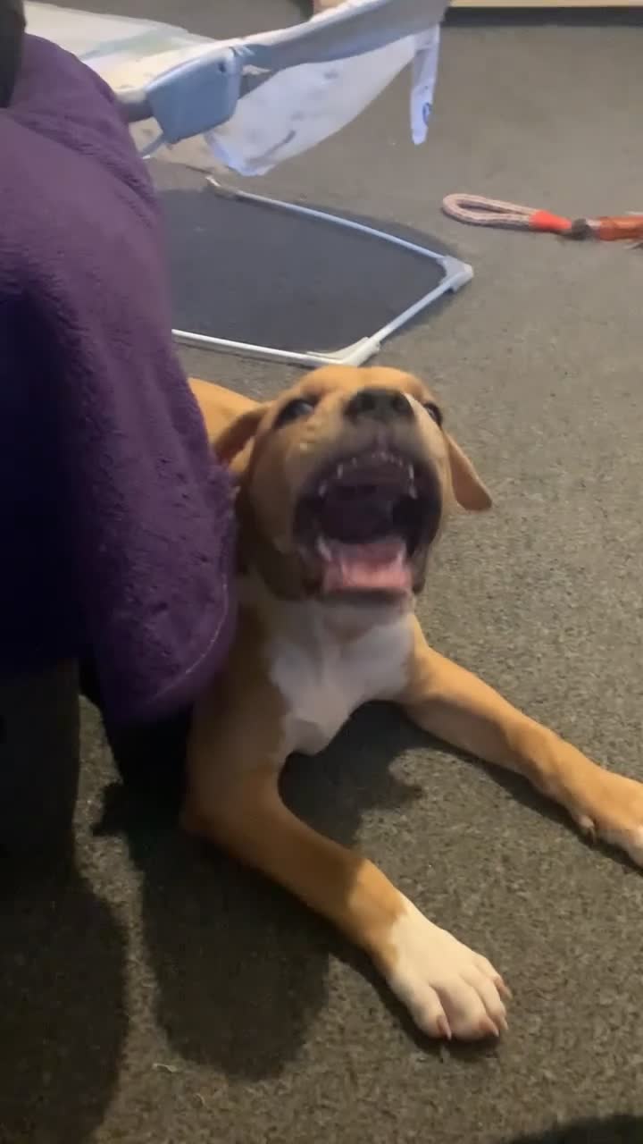 Mixed Breed dogs for sale: Tyson  - Video 3