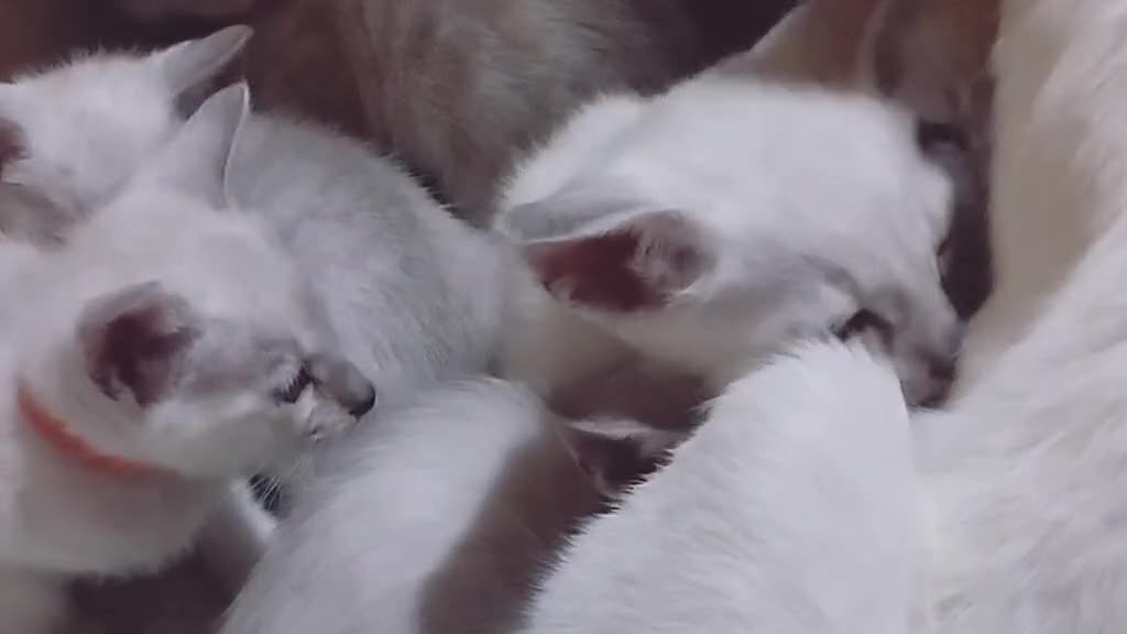 Bengal cats for sale: EXCEPTIONAL SNOW KITTENS WITH BRIGHT BLUE EYES - Video 3