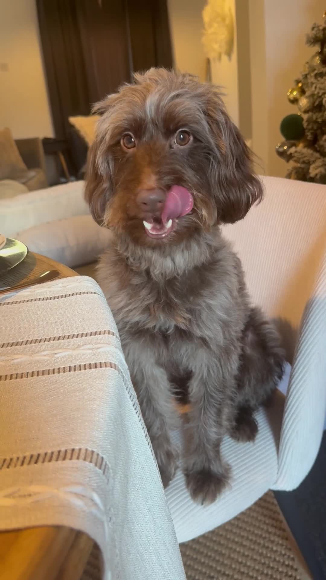 Pomapoo dogs for sale: Cooper - Video 1