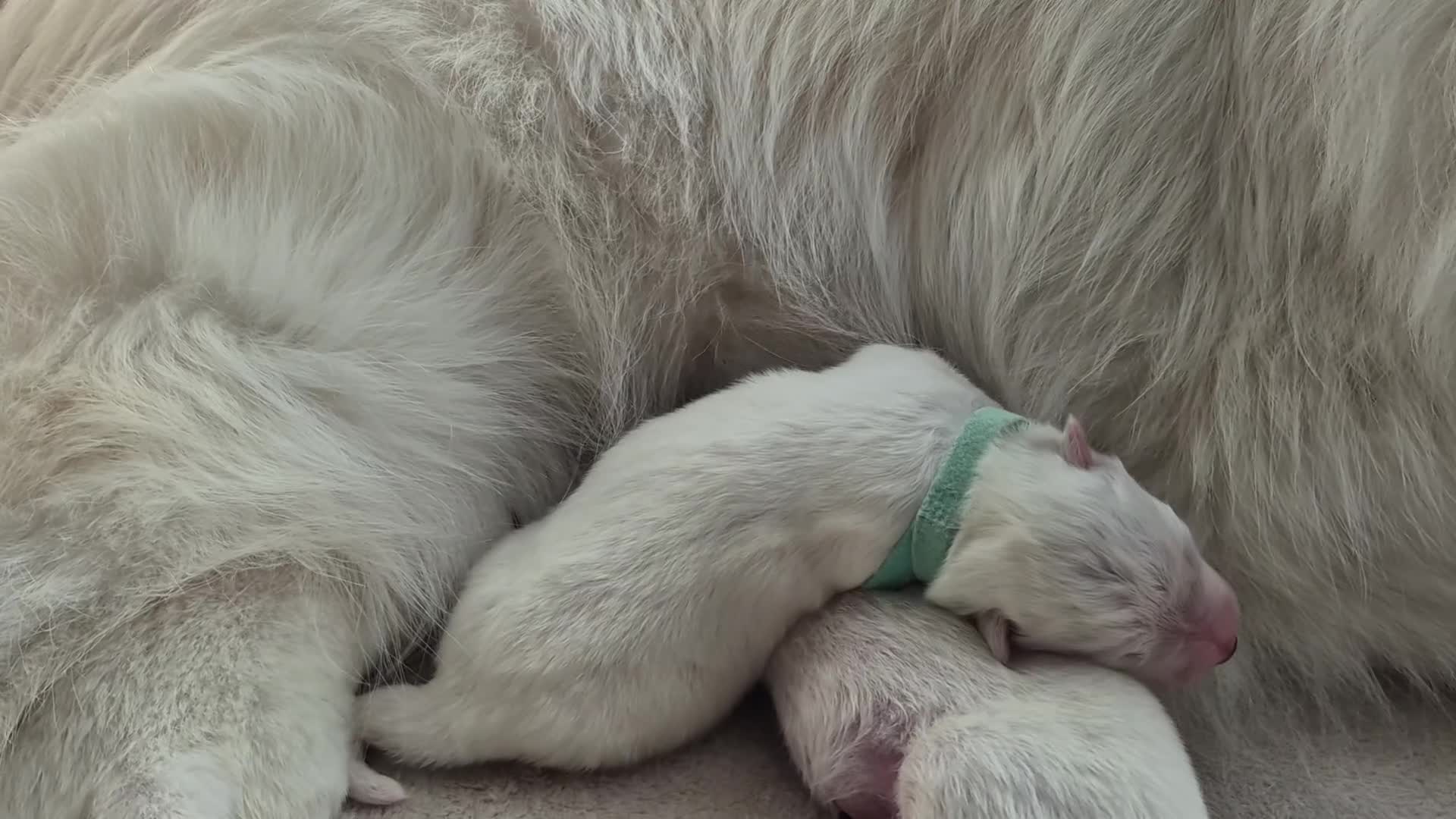 Samoyed dogs for sale: 🐾 Georgeus Pedigree Samoyed Puppies 🐾 - Video 1