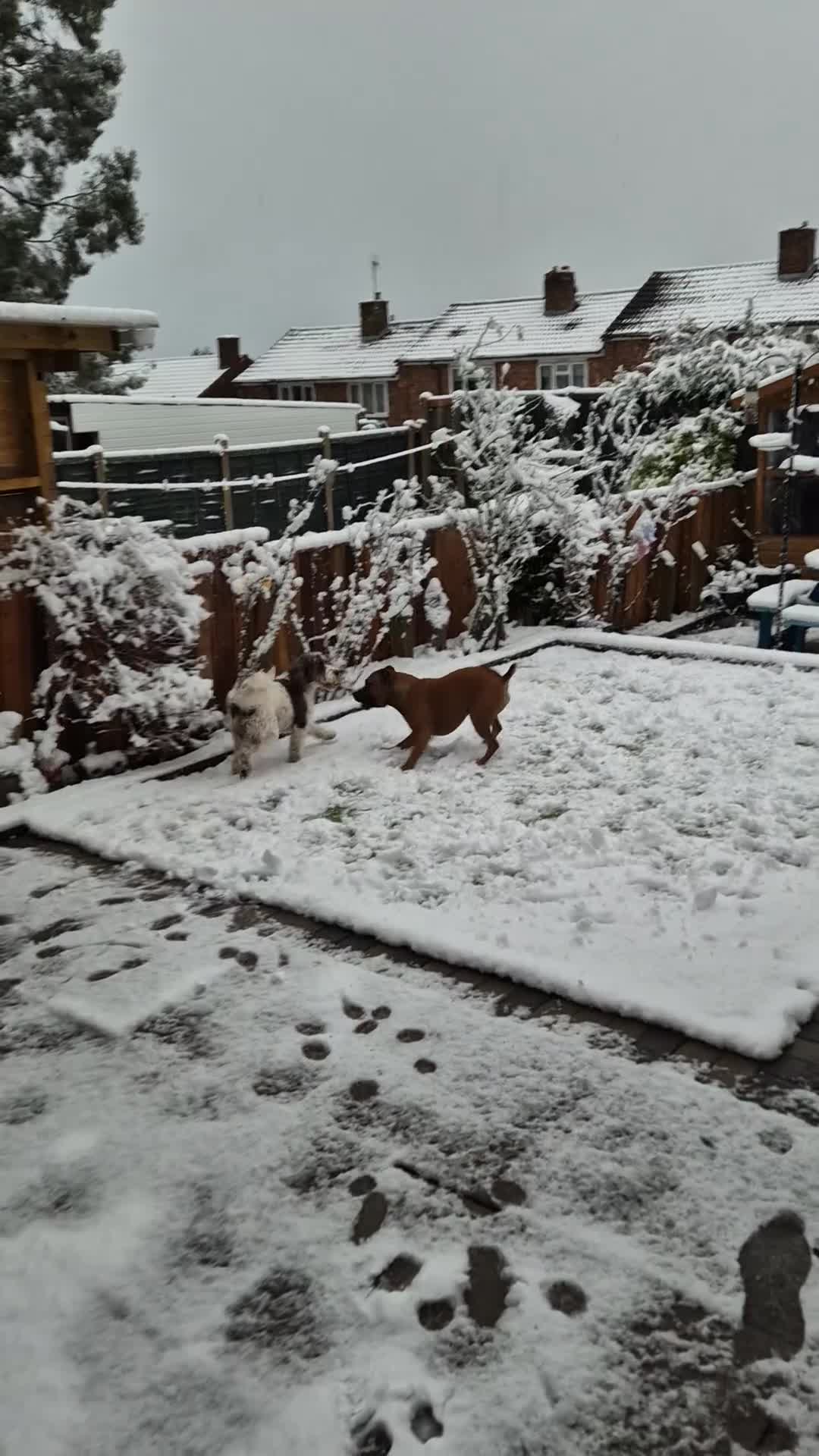 Staffordshire Bull Terrier dogs for sale: Staffordshire Bull terrier male red  - Video 1