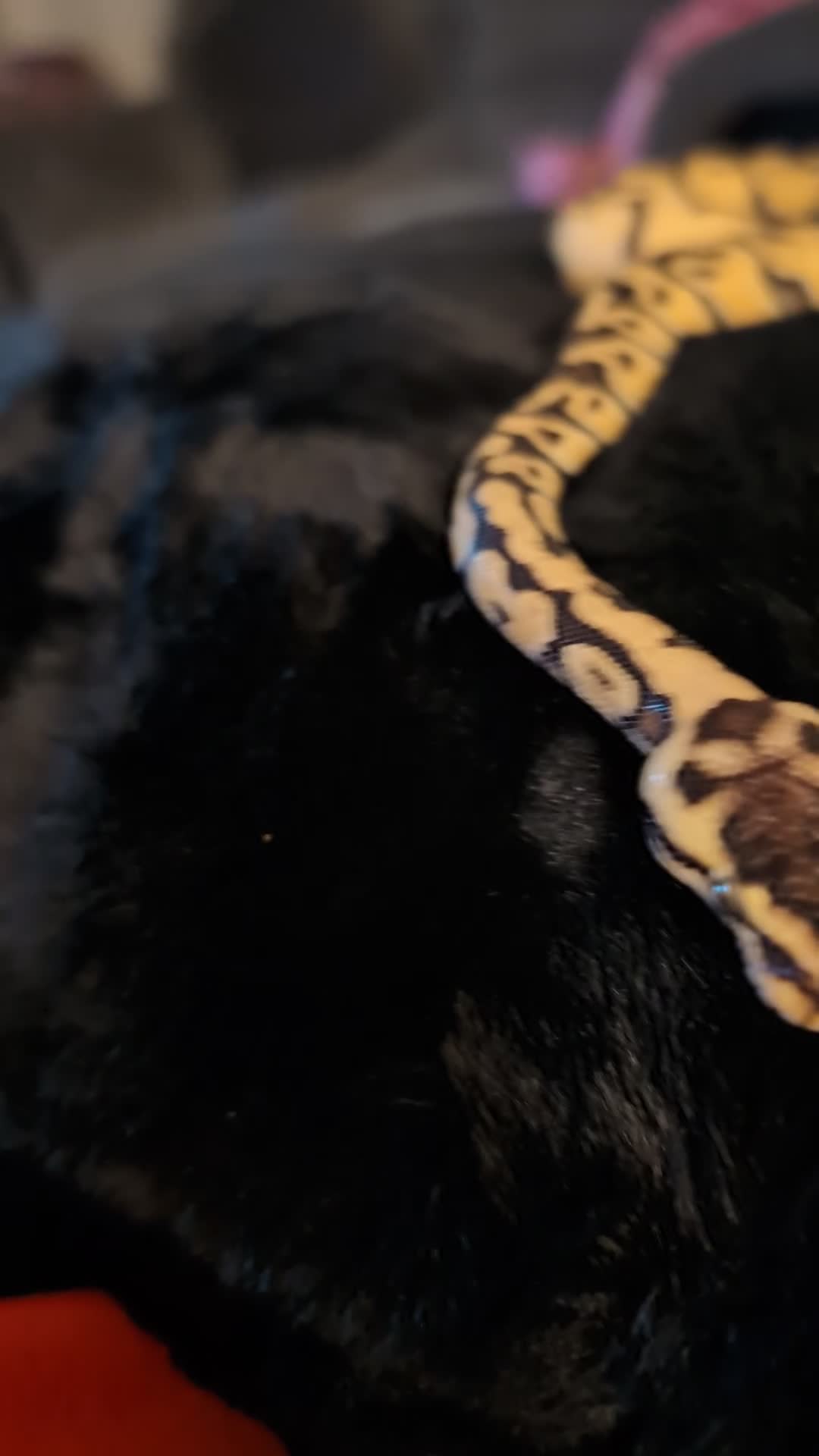 Python Snake reptiles for sale: Selling my beautiful royal python  - Video 1