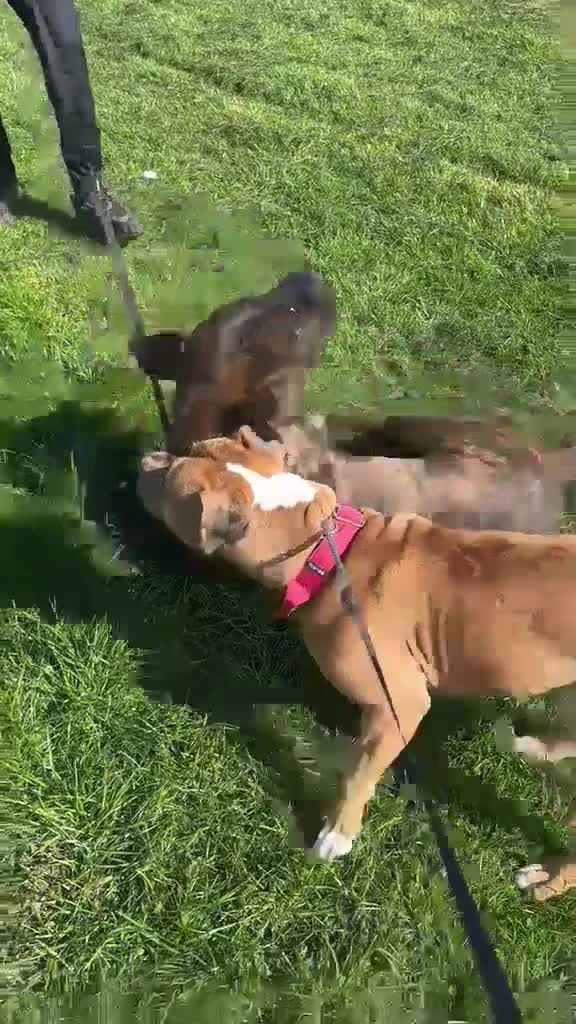 Mixed Breed dogs for sale: 2 beautiful girls left  - Video 1