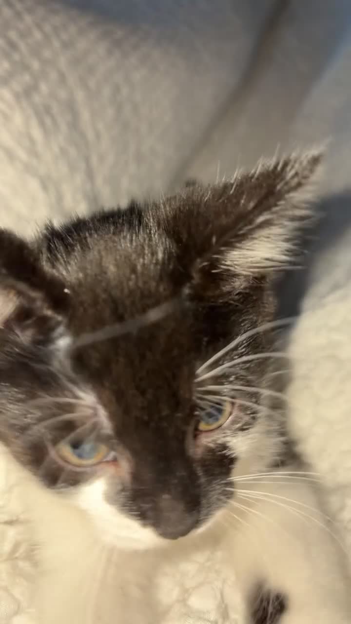 Mixed Breed cats for sale: Gorgeous mixed breed Kitten for sale - Video 2