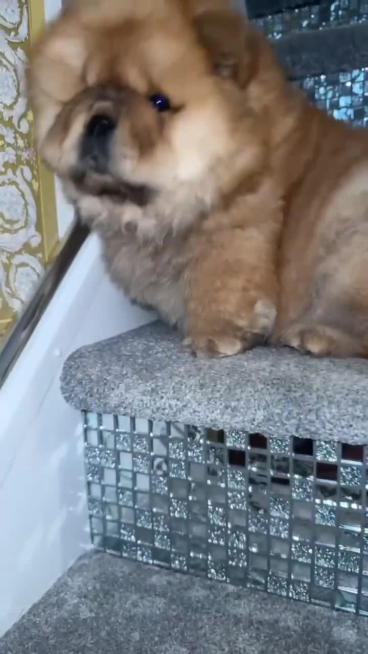Chow Chow dogs for sale: STUNNING CHOW CHOW PUPPIES READY NOW - Video 3