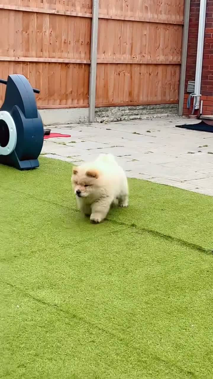 Chow Chow dogs for sale: Luna one year old in Birmingham - Video 2
