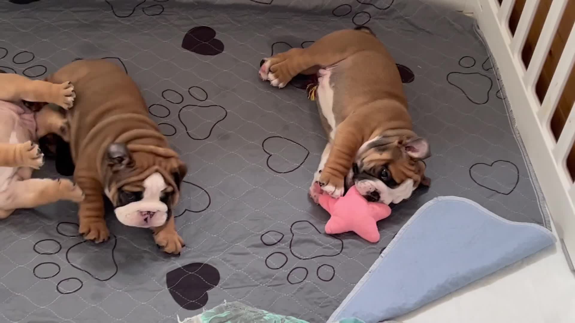English Bulldog dogs for sale: Stunning litter of  English bulldog puppies - Video 2