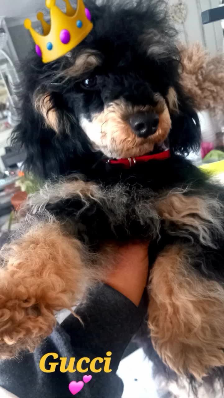 Toy Poodle dogs for stud: *2 STUDS AVAILABLE*FULL PEDIGREE SILVER & PHANTOM - Video 4
