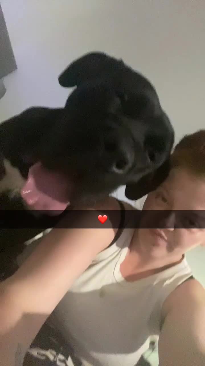 Presa Canario dogs for sale: Pure presa canro - Video 2