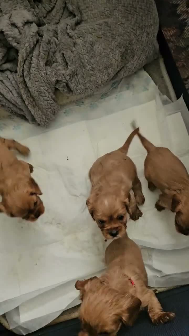 King Charles Spaniel dogs for sale: FOR SALE  - Video 2
