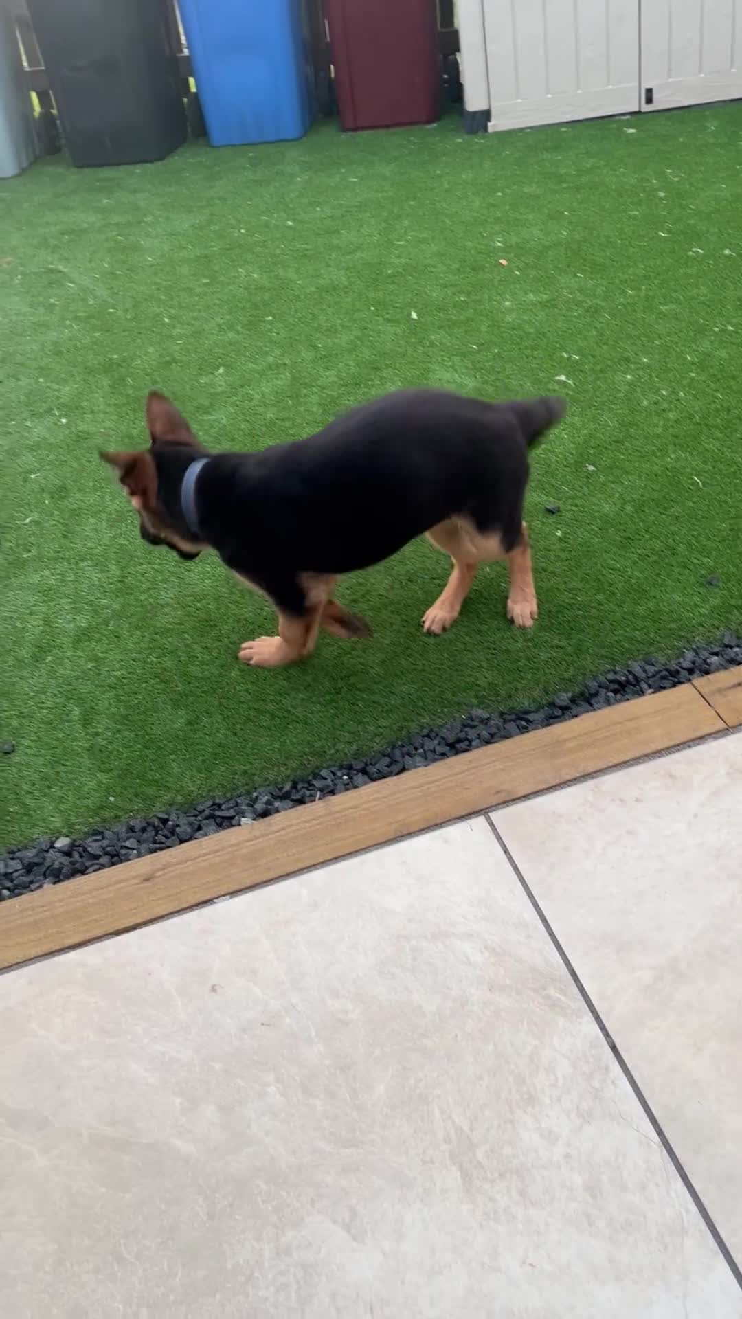 German Shepherd dogs for sale: Healthy German shepherd puppy needs new home - Video 2