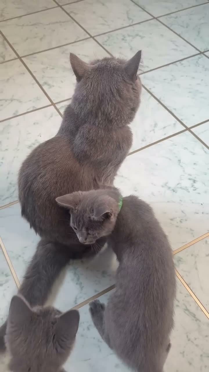 British Shorthair cats for sale: Gorgeous British shorthair 💙💙 - Video 2