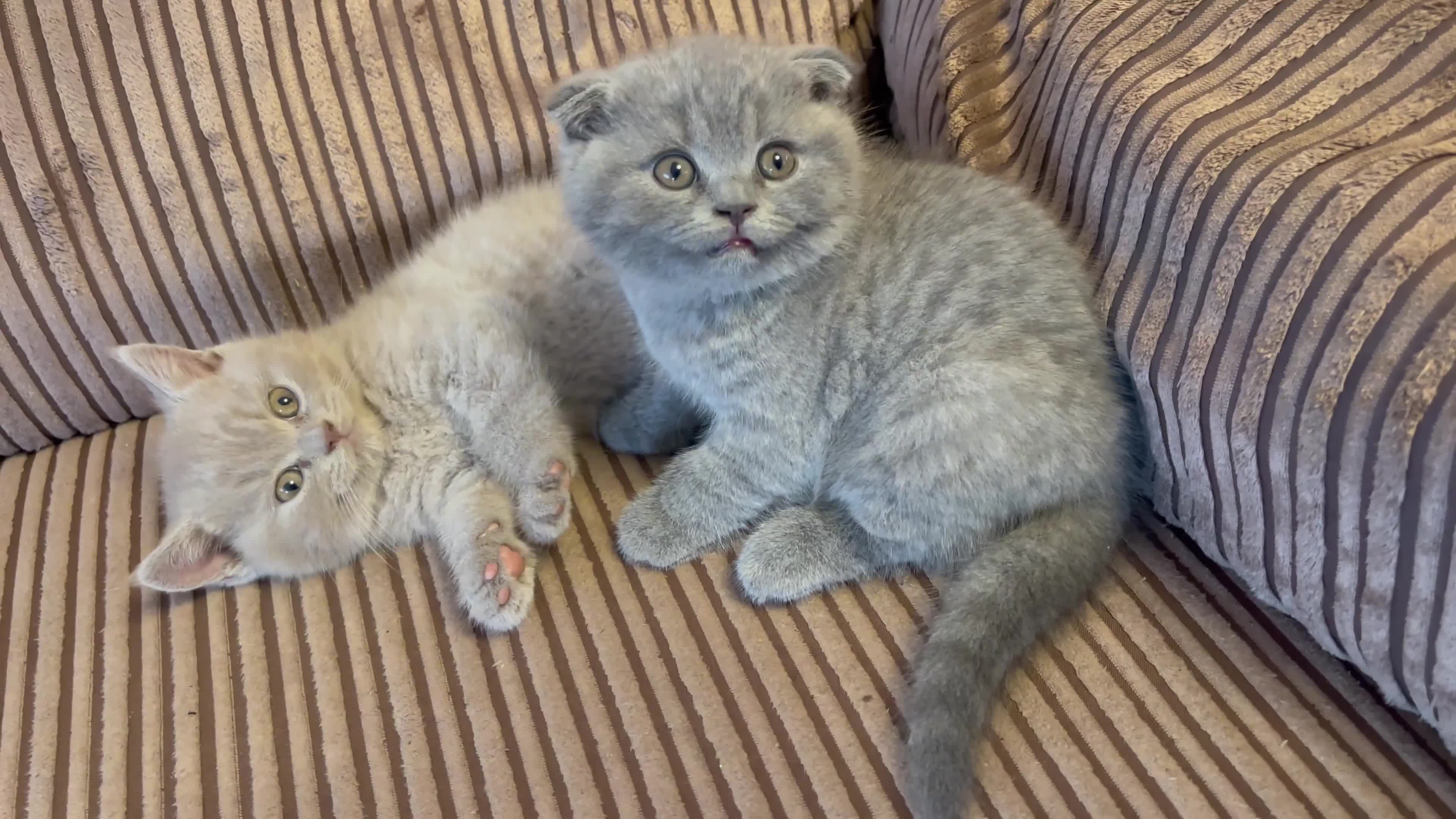 Scottish Fold cats for sale: 🐾 Scottish Fold Kittens – Sweet, Rare & Ready Now - Video 3