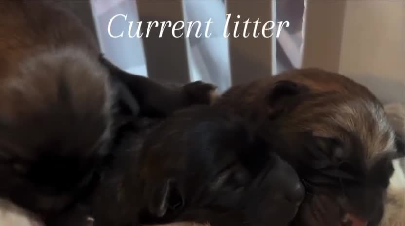 Mixed Breed dogs for sale: Northern Inuit X gsd pups - Video 3