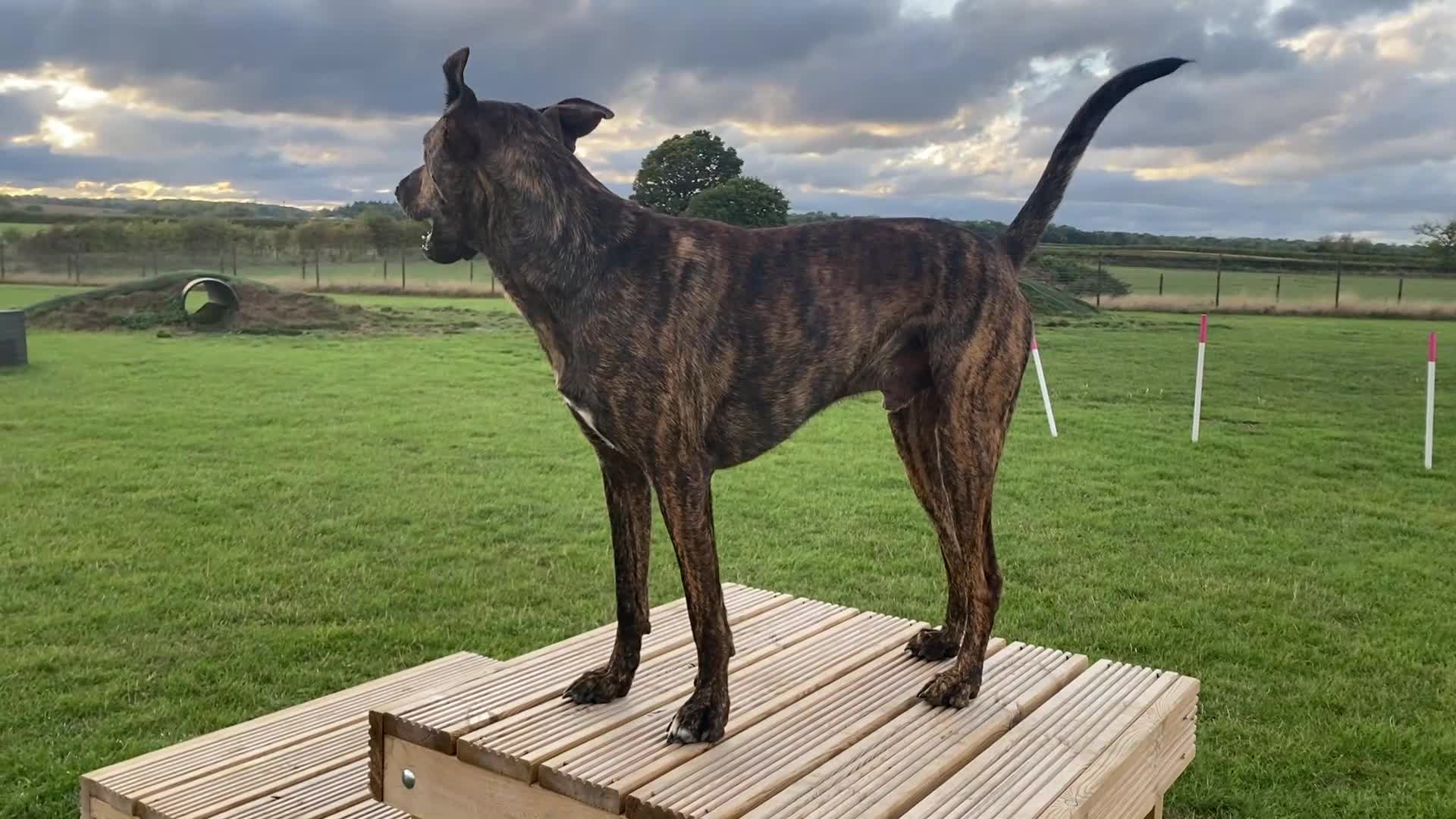 Mixed Breed dogs for sale: Belgian Shepherd Mix - Video 2