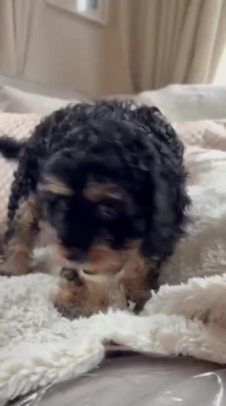 Cavapoo dogs for sale: Black and tanned cavapoo  in Dereham - Video 1