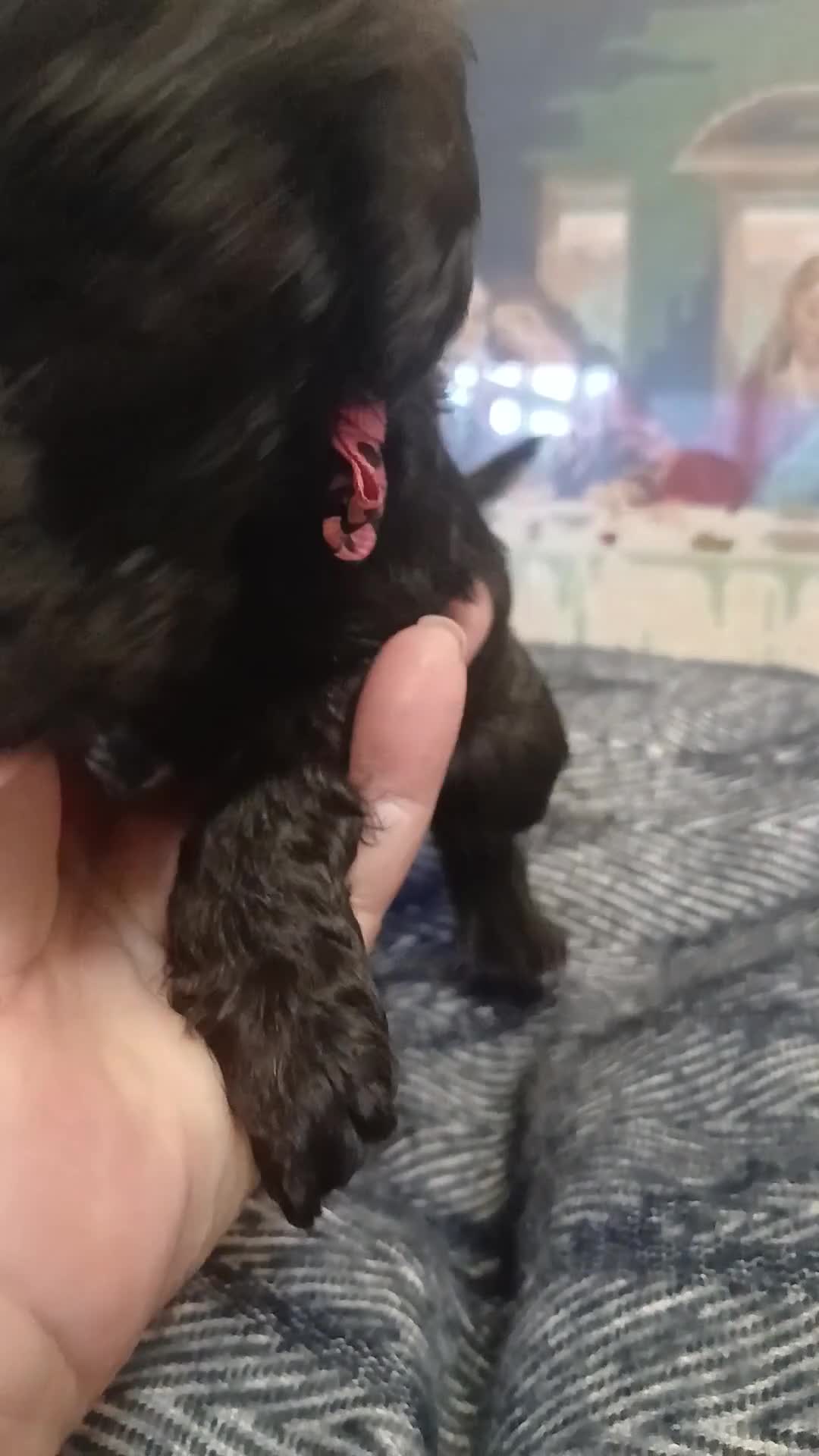 Mixed Breed dogs for sale: King Schnoodle Puppies ( Cavapoo/ Mini Schnauzer) in Brandon - Video 1