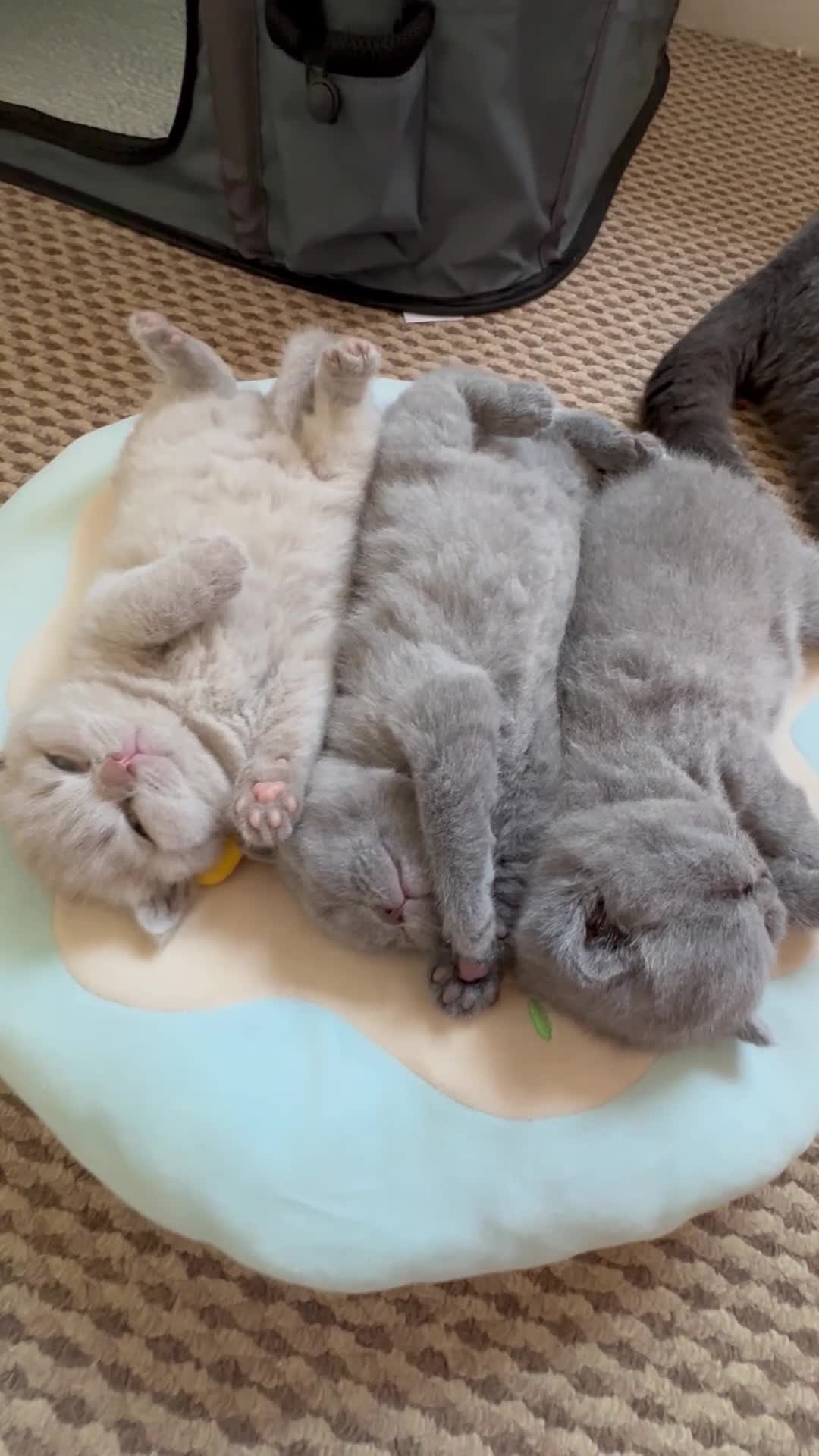 British Shorthair cats for sale: British Shorthair kittens GCCF 2 boys 1 girl - Video 2