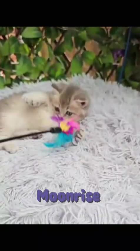 British Shorthair cats for sale: 💖 3 Stunning Golden Kittens 💖  in Bruton - Video 2