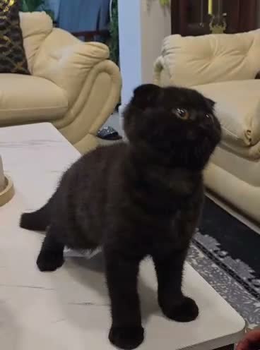 Scottish Fold cats for sale: Scottish Fold Kittens  - Video 1