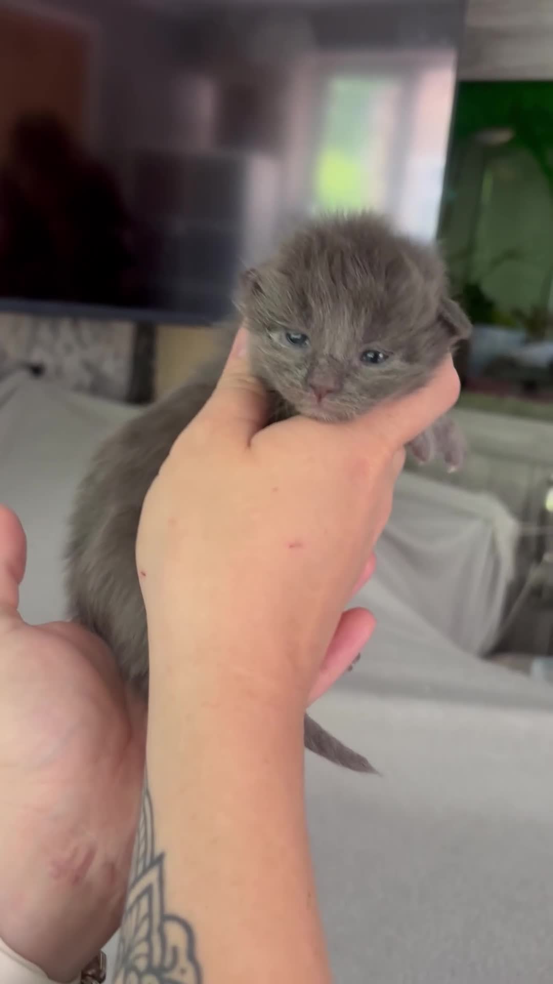 Maine Coon cats for sale: 🩷Beautiful Pedigree TICA Registered Maine Coons🩷 in Derby - Video 3